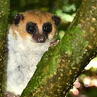 Madagascar, un l&eacute;murien nain d&eacute;couvert