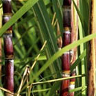 La Soci&eacute;t&eacute; agricole sucri&egrave;re de Madagascar veut apporter un nouvel espoir &agrave; la fili&egrave;re sucre 