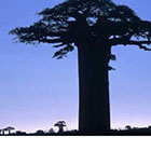 S&egrave;cheresse et baisse de pr&eacute;cipitations &agrave; Madagascar