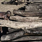 Madagascar continue de fermer les yeux sur le trafic du bois de rose