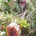 La CITES sanctionne Madagascar pour trafic de bois de rose