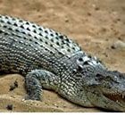 Attaques de crocodile dans le Nord-Ouest de Madagascar