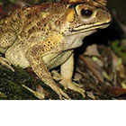 Le crapaud asiatique a envahi Madagascar. Et un nouveau rapport estime qu&rsquo;il est impossible de l&rsquo;&eacute;radiquer. La biodiversit&eacute; malgache sera menac&eacute;e sur le long terme.