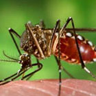 Madagascar &eacute;labore un plan d'action contre le virus Zika