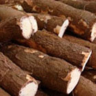 Madagascar: des sacs en plastique faits &agrave; partir de manioc