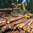Trafics d'esp&egrave;ces: Madagascar se pr&eacute;pare au prochain rendez-vous de la Cites