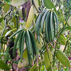 Avant que la vanille ne s'&eacute;croule, Madagascar prend des mesures