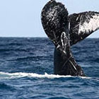 Madagascar : l&rsquo;&eacute;dition 2016 du festival des baleines