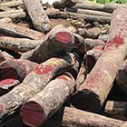 Responsabiliser la population Malagasy &agrave; lutter contre l&rsquo;exploitation illicite des ressources naturelles de Madagascar