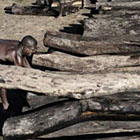 Trafic de bois de rose : ultime avertissement pour Madagascar