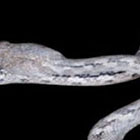 D&eacute;couverte du serpent fant&ocirc;me &agrave; Madagascar