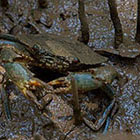 La fili&egrave;re crabe durable pour l'avenir des mangroves de Manambolo Tsiribihina