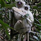 Madagascar subira une perte de 30% de ses esp&egrave;ces avant la fin du XXI&egrave; si&egrave;cle si l&rsquo;homme poursuit son entreprise au rythme actuel