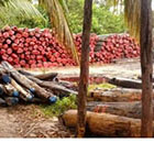Madagascar: des officiels comparaissent pour trafic de bois de rose 