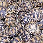 Trafic de tortues de Madagascar : Un consultant international et un gendarme &eacute;crou&eacute;s