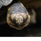 Madagascar: pol&eacute;mique sur la lib&eacute;ration de trafiquants de tortues