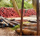 Trafic de bois de rose &agrave; Madagascar: Singapour condamne un de ses ressortissants