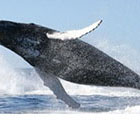 Madagascar : Le Festival des baleine est de retour !