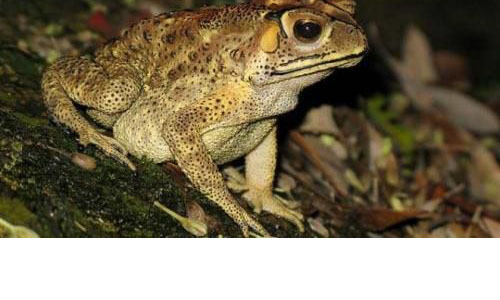 Le crapaud asiatique a envahi Madagascar. Et un nouveau rapport estime qu&rsquo;il est impossible de l&rsquo;&eacute;radiquer. La biodiversit&eacute; malgache sera menac&eacute;e sur le long terme.