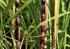 La Soci&eacute;t&eacute; agricole sucri&egrave;re de Madagascar veut apporter un nouvel espoir &agrave; la fili&egrave;re sucre 