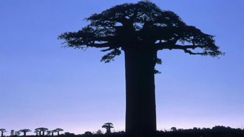 S&egrave;cheresse et baisse de pr&eacute;cipitations &agrave; Madagascar