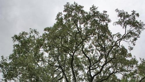 Bois de rose: de nouvelles sanctions contre Madagascar