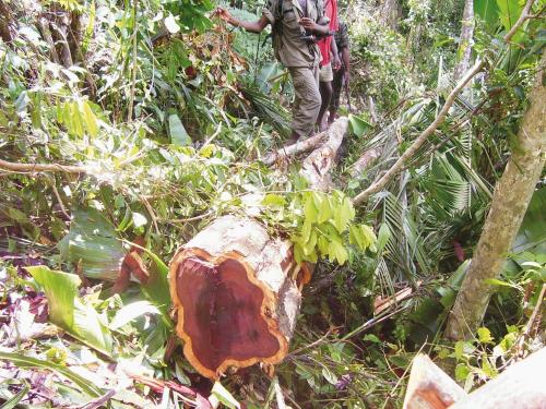 La CITES sanctionne Madagascar pour trafic de bois de rose