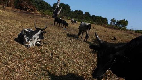 Madagascar: un gendarme tu&eacute; lors d&rsquo;affrontements avec des dahalos