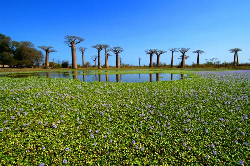 Madagascar tarde &agrave; exploiter ses atouts