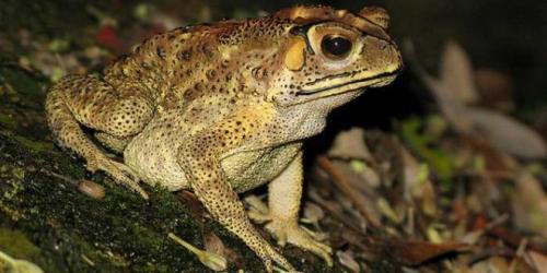 Le crapaud asiatique a envahi Madagascar. Et un nouveau rapport estime qu&rsquo;il est impossible de l&rsquo;&eacute;radiquer. La biodiversit&eacute; malgache sera menac&eacute;e sur le long terme.