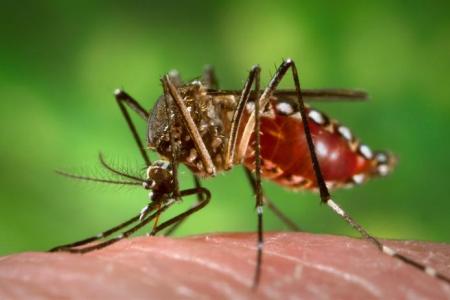Madagascar &eacute;labore un plan d'action contre le virus Zika