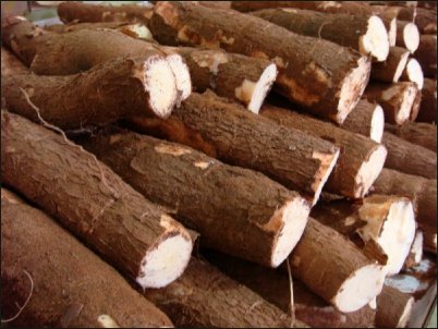 Madagascar: des sacs en plastique faits &agrave; partir de manioc