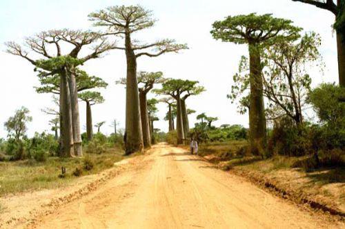 Madagascar veut atteindre une croissance de 4,5% en 2016, avant de passer &agrave; la vitesse sup&eacute;rieure