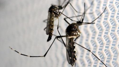 Madagascar: un message d'alerte concernant le virus Zika cr&eacute;e la pol&eacute;mique