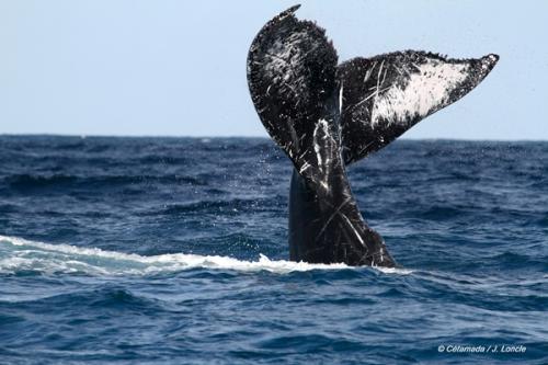 Madagascar : l&rsquo;&eacute;dition 2016 du festival des baleines