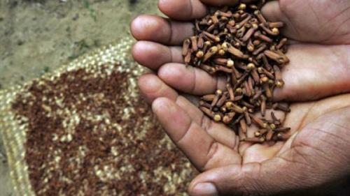 Madagascar: pr&eacute;server la production de girofle en respectant l'environnement