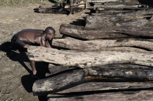 Trafic de bois de rose : ultime avertissement pour Madagascar
