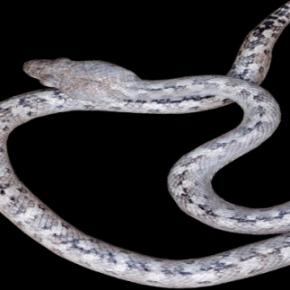 D&eacute;couverte du serpent fant&ocirc;me &agrave; Madagascar