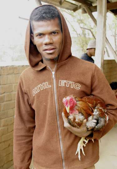 Combats de coq, un sport lucratif &agrave; Madagascar
