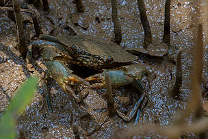 La fili&egrave;re crabe durable pour l'avenir des mangroves de Manambolo Tsiribihina