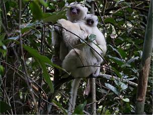 Madagascar subira une perte de 30% de ses esp&egrave;ces avant la fin du XXI&egrave; si&egrave;cle si l&rsquo;homme poursuit son entreprise au rythme actuel