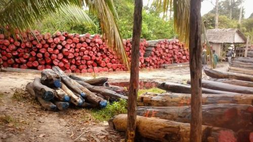 Madagascar: des officiels comparaissent pour trafic de bois de rose 