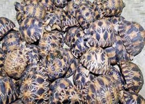 Trafic de tortues de Madagascar : Un consultant international et un gendarme &eacute;crou&eacute;s