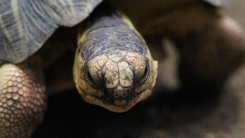 Madagascar: pol&eacute;mique sur la lib&eacute;ration de trafiquants de tortues