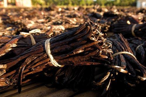 Madagascar a connu la pire campagne dans la fili&egrave;re vanille en 2016