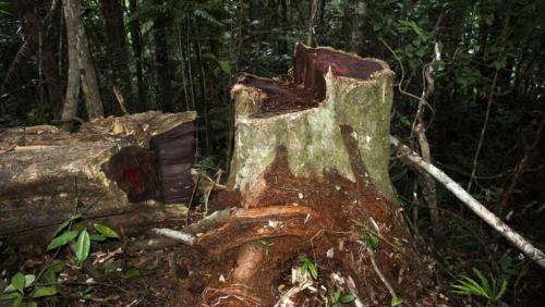 Madagascar: un rapport alarmant sur l'exploitation des bois pr&eacute;cieux dans l'&icirc;le