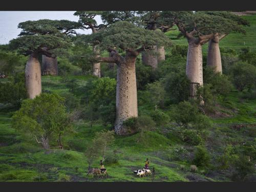 Madagascar perd chaque ann&eacute;e plus de 30.000 ha de for&ecirc;ts