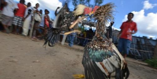 Le combat de coqs &agrave; Madagascar, entre tradition et d&eacute;mesure