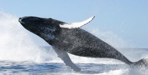 Madagascar : Le Festival des baleine est de retour !