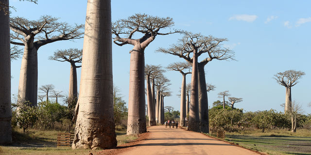 madagascar 1451823032-13fdf132-b858-4a4f-a146-8aafe8fbd0ce_ORIGINAL.jpg